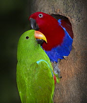 Eclectus Parrot (Eclectus roratus) male feeding female at nesting hollow, Port Douglas, Queensland, Australia