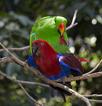 Eclectus Parrot (Eclectus roratus) pair mating, Port Douglas, Queensland, Australia