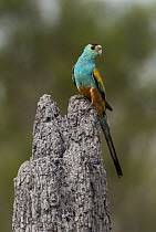 Golden-shouldered Parrot (Psephotus chrysopterygius) male on termite mound, Artemis Station, Cape York Peninsula, Australia