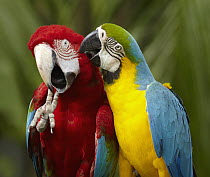 Blue and Yellow Macaw (Ara ararauna), and Red and Green Macaw (Ara chloropterus) preening, Jurong Bird Park, Singapore