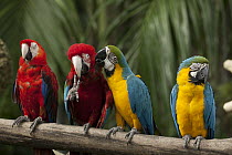 Blue and Yellow Macaw (Ara ararauna), and Scarlet Macaw (Ara macao) preening, Jurong Bird Park, Singapore