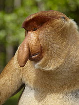Proboscis Monkey (Nasalis larvatus) alpha male, Labuk Bay, Sabah, Borneo, Malaysia