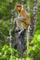 Proboscis Monkey (Nasalis larvatus) female sitting on a stump, Labuk Bay, Sabah, Borneo, Malaysia