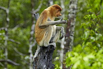 Proboscis Monkey (Nasalis larvatus) female sitting on a stump, Labuk Bay, Sabah, Borneo, Malaysia
