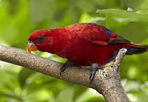 Red Lory (Eos bornea), Jurong Bird Park, Singapore