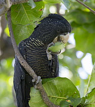 Red-tailed Black-Cockatoo (Calyptorhynchus banksii) feeding on Indian Almond (Terminalia catappa) nut, Townsville, Queensland, Australia