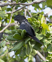 Red-tailed Black-Cockatoo (Calyptorhynchus banksii) female feeding on Indian Almond (Terminalia catappa) nut, Townsville, Queensland, Australia