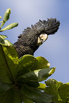 Red-tailed Black-Cockatoo (Calyptorhynchus banksii) perched in an Indian Almond (terminalia catappa) tree, Townsville, Queensland, Australia