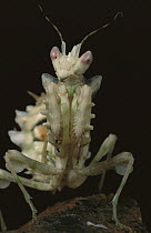 Flower-imitating mantis, Iran