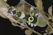 Mantid (Pseudocreobotra sp) with false eyespot, Malaysia
