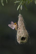 Baya Weaver (Ploceus philippinus) subadult bird exercising at nest, Singapore