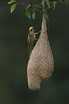 Baya Weaver (Ploceus philippinus) male with nest material