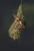 Baya Weaver (Ploceus philippinus) female feeding young on nest, Singapore