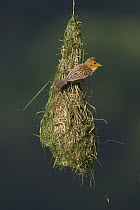 Baya Weaver (Ploceus philippinus) female bird on nest, Singapore