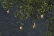 Baya Weaver (Ploceus philippinus) nests hanging in tree, Singapore