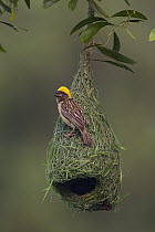 Baya Weaver (Ploceus philippinus) male on unfinished nest singing, Singapore