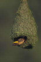Baya Weaver (Ploceus philippinus) male on unfinished nest, Singapore