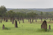 Magnetic Termite (Amitermes meridionalis) mounds in grassland, Litchfield National Park, Northern Territory, Australia