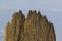 Golden-headed Cisticola (Cisticola exilis) singing from top of Magnetic Termite (Amitermes meridionalis) mound
