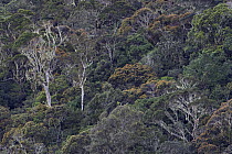 Primary rainforest, Arfak Mountains, Papua New Guinea, Indonesia