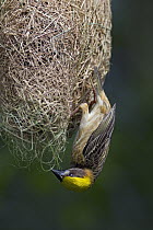 Baya Weaver (Ploceus philippinus) male building nest, Singapore