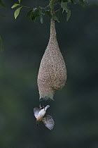 Baya Weaver (Ploceus philippinus) male leaving nest, Singapore