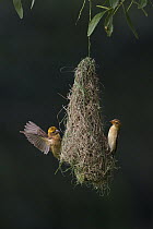 Baya Weaver (Ploceus philippinus) subadult birds exercising at nest, Singapore