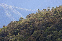 Primary rainforest, Arfak Mountains, Papua New Guinea, Indonesia