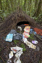 Brown Gardener (Amblyornis inornatus) bower decorated with trash, berries and fungi gift to attract a female mate, Arfak Mountains, Papua New Guinea, Indonesia
