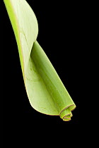 Leaf Rolling Weevil (Attelabidae) rolled leaf with a larva inside, Arfak Mountains, Indonesia