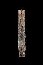 Caddis Fly (Phryganea bipunctata) case made of bark fragments and sticks, Germany