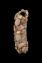 Caddis Fly (Potamophylax sp) case made of rock fragments, Germany