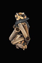 Caddis Fly (Limnephilus sp) case made of sticks, wood fragments, seeds, and snail shells, Germany
