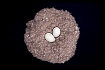 Common Eider (Somateria mollissima) down nest with eggs, Uebersee-Museum, Bremen, Germany