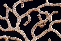 Fan Coral (Euplexaura sp) from Vanuatu, Senckenberg Museum, Frankfurt, Germany