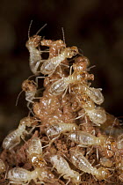 Termite (Macrotermes bellicosus) workers building nest, Africa