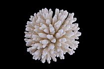 Stony Coral (Acropora sp) from Mauritius, Senckenberg Museum, Frankfurt, Germany