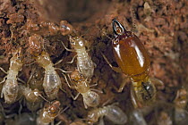 Termite (Macrotermes bellicosus) workers building nest being guarded by soldier, Africa
