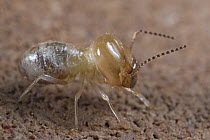 Termite (Macrotermes bellicosus) worker, Africa