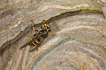 Median Wasp (Dolichovespula media) building nest, Hessen, Germany