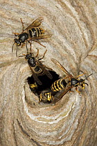Median Wasp (Dolichovespula media) at nest entrance, Hessen, Germany