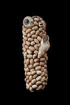 Caddisfly case built of seeds and snail shells, Germany