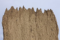Magnetic Termite (Amitermes meridionalis) mound, Litchfield National Park, Australia