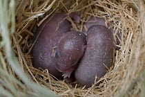 Harvest Mouse (Micromys minutus) newborns in nest, Germany