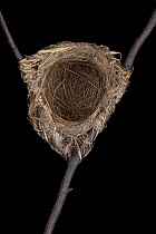 Golden Oriole (Oriolus oriolus) nest, Senckenberg Natural History Collection, Dresden, Germany