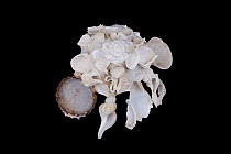 Pallid Carrier Shell (Xenophora pallidula), Meeresmuseum Ozeania, Riedenburg, Germany