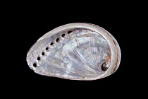Blood-spotted Abalone (Haliotis spadicea) shell, Meeresmuseum Ozeania, Riedenburg, Germany