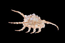 Scorpion Conch (Lambis scorpius), Meeresmuseum Ozeania, Riedenburg, Germany