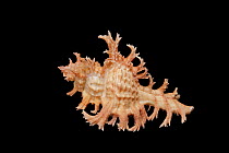 Murex Snail (Chicoreus spectrum) from Brazil, Meeresmuseum Ozeania, Riedenburg, Germany