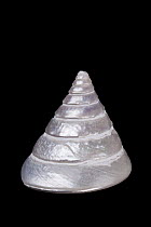 Cone Top Shell (Tectus conus) from Indo-Pacific, Meeresmuseum Ozeania, Riedenburg, Germany